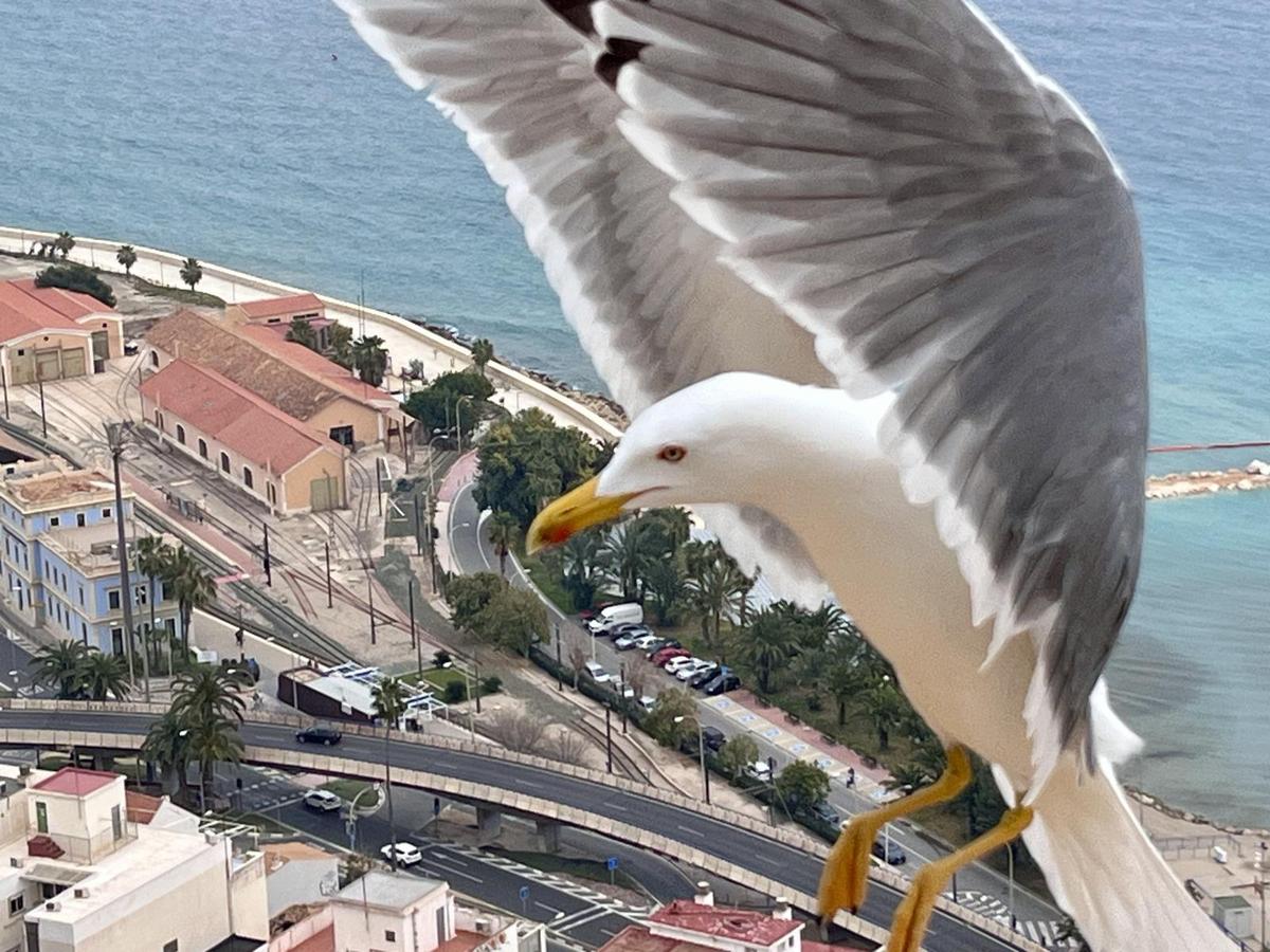 Puro Alicante 1